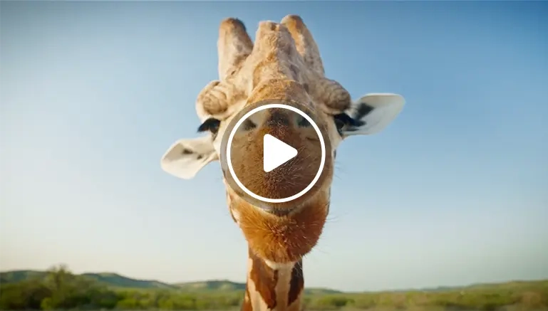 Play JCB Commercial - Giraffe
